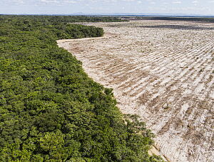 Unijne rozporządzenie w sprawie wylesiania: jakie ryzyka, obowiązki i sankcje niesie dla firm spożywczych?