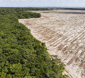 Unijne rozporządzenie w sprawie wylesiania: jakie ryzyka, obowiązki i sankcje niesie dla firm spożywczych?